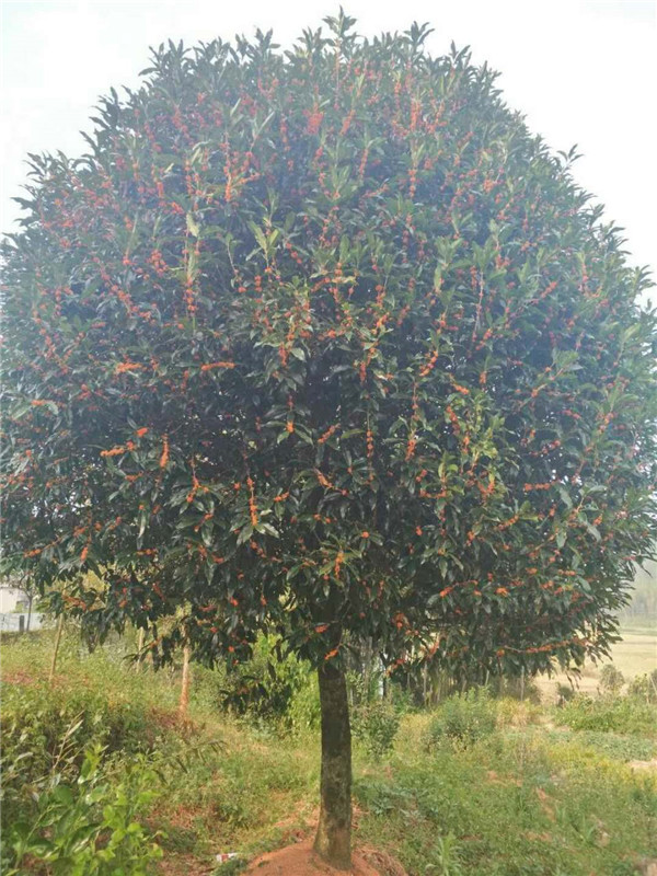 红花丹桂