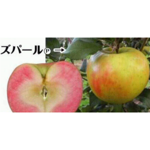 粉红珍珠苹果