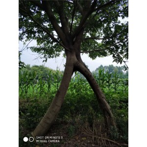 造型黄葛树价格