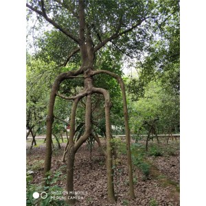 造型香樟树价格