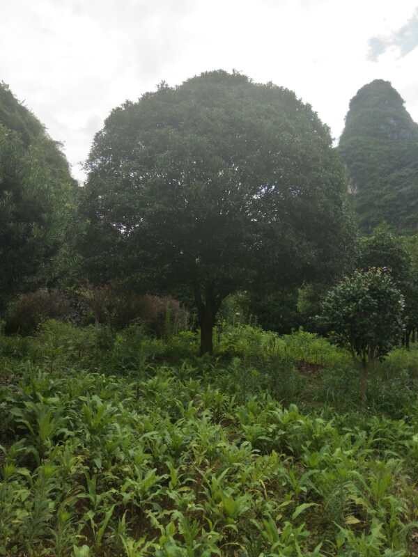 桂花基地