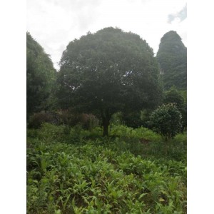 桂花基地