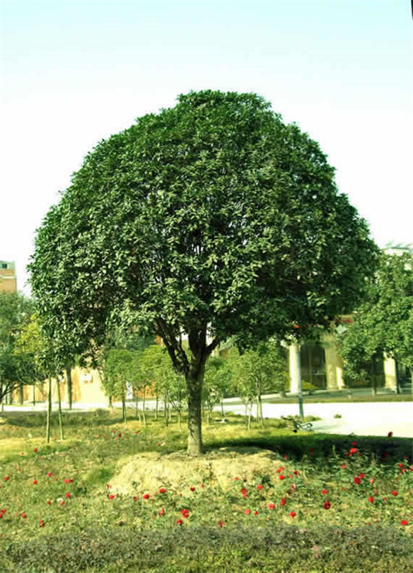 桂花树苗
