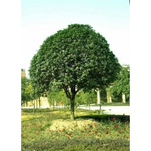 桂花树苗