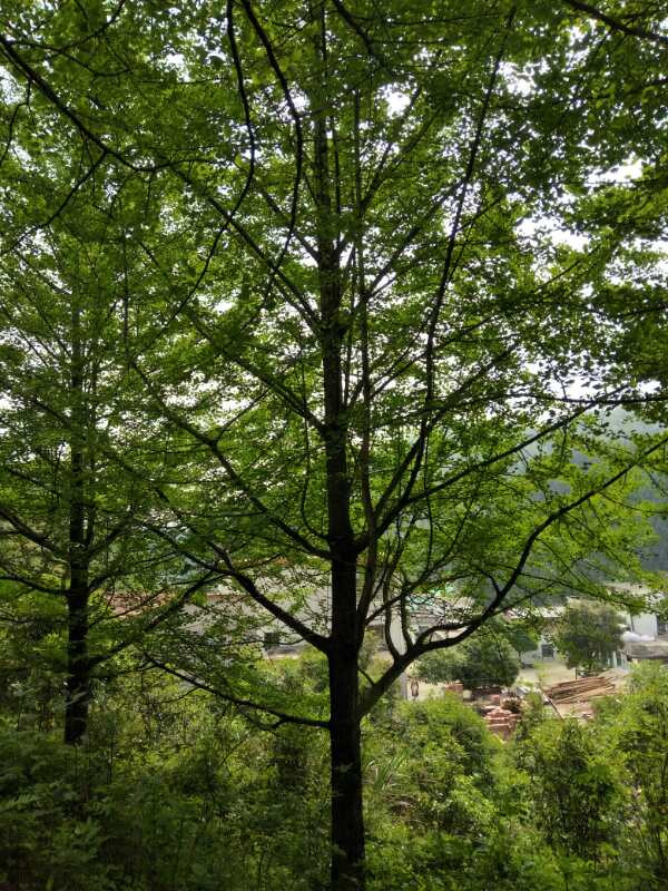 银杏树苗基地