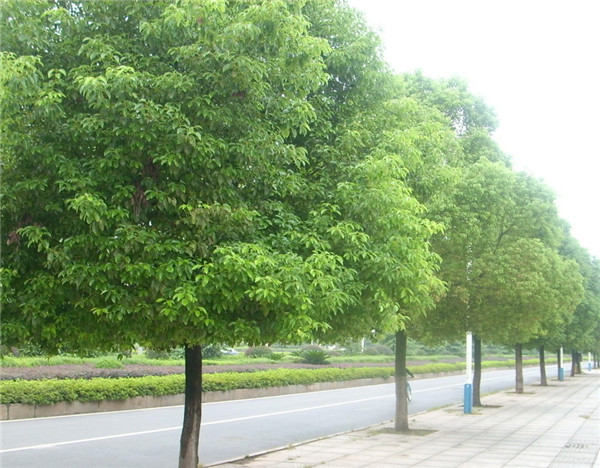 香樟基地