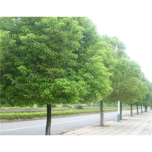 香樟基地