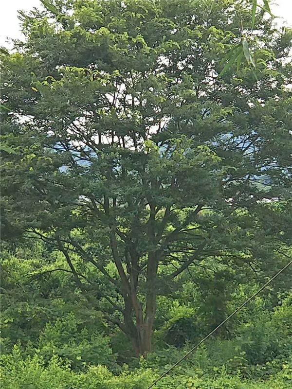 朴树
