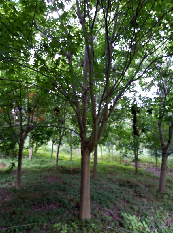青枫