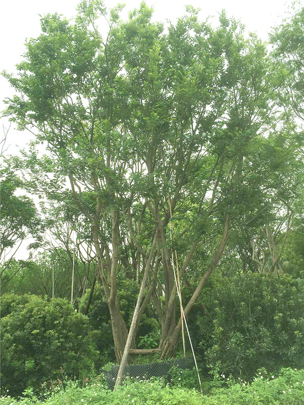 朴树基地