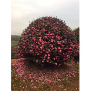 茶梅