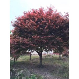 红枫