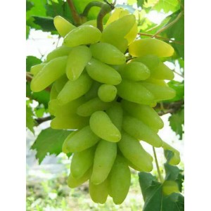 金手指葡萄苗