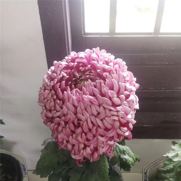 菊花种苗