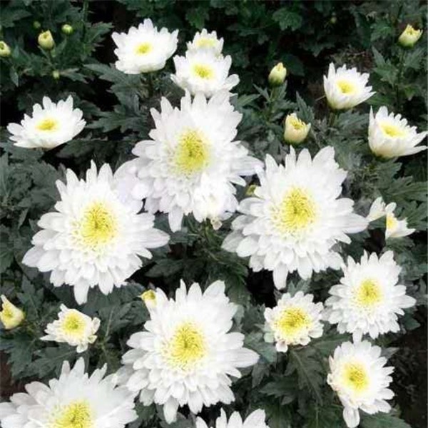菊花种苗
