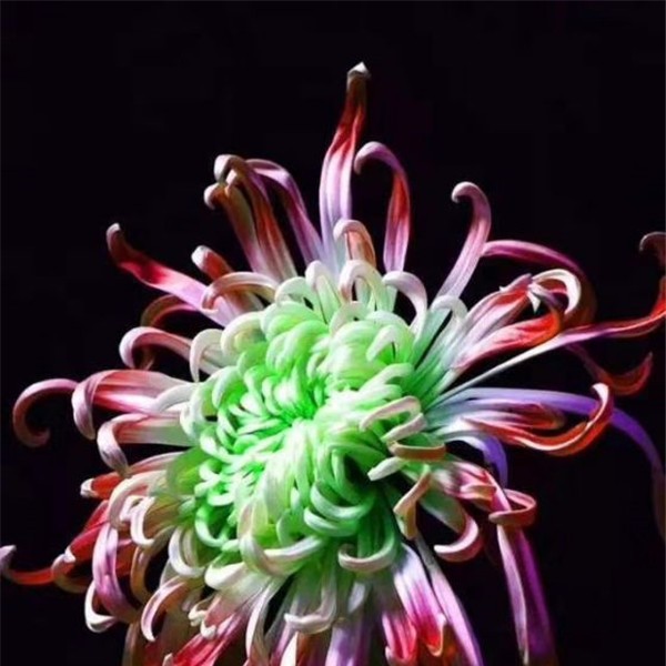 菊花种苗
