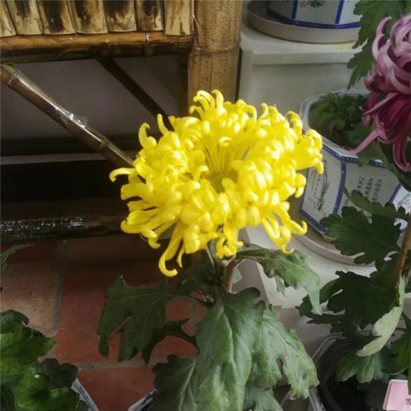 菊花种苗