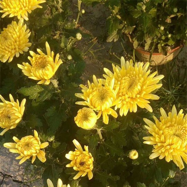 菊花种苗