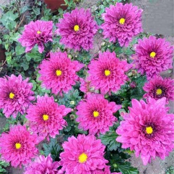 菊花种苗