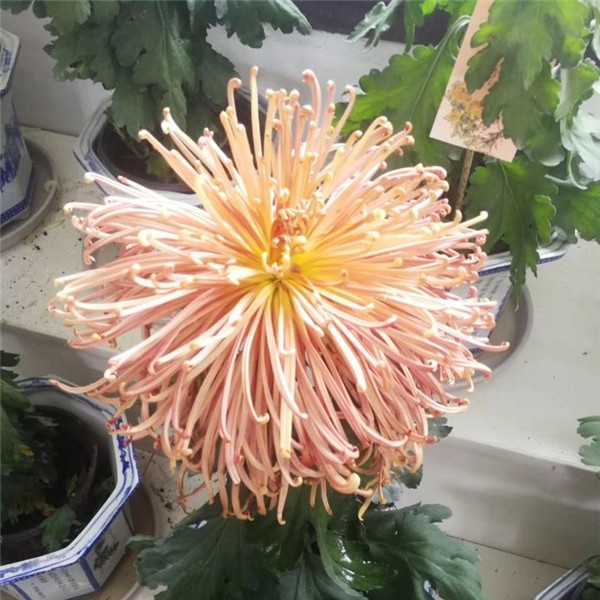 菊花种苗