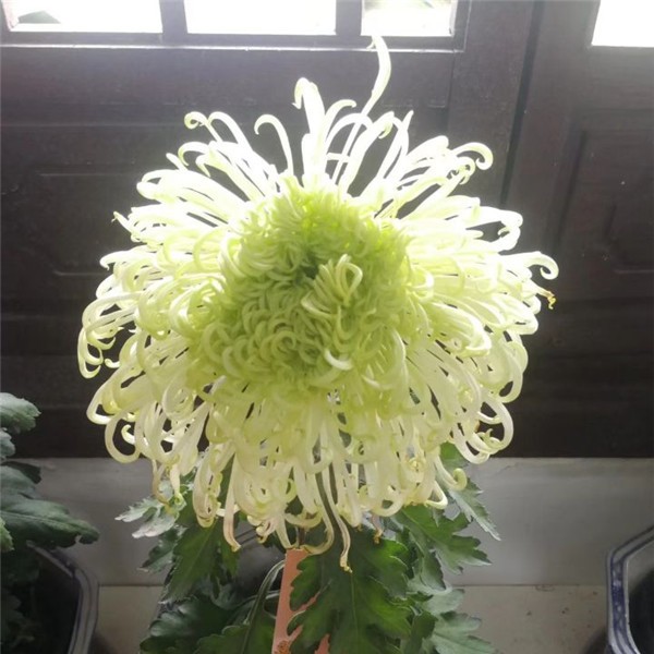 菊花种苗