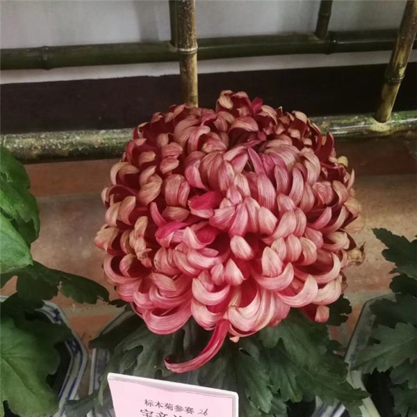 菊花种苗