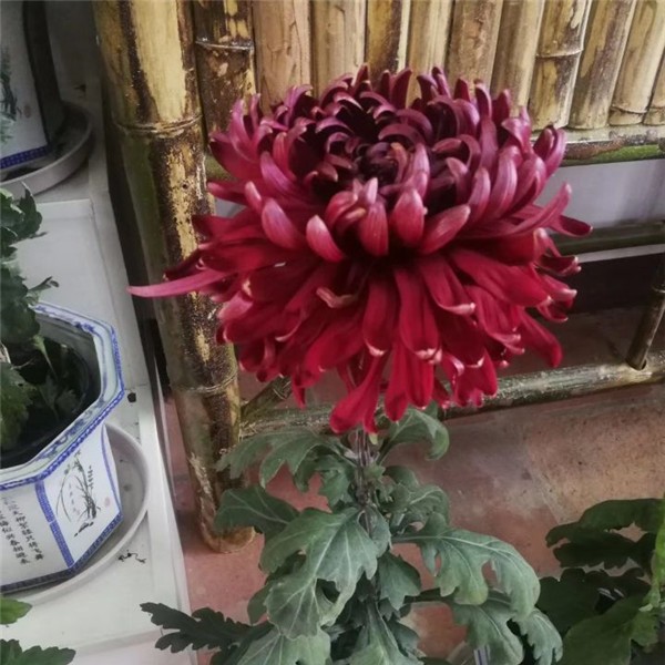 菊花种苗