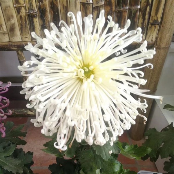 菊花种苗