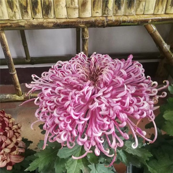 菊花种苗
