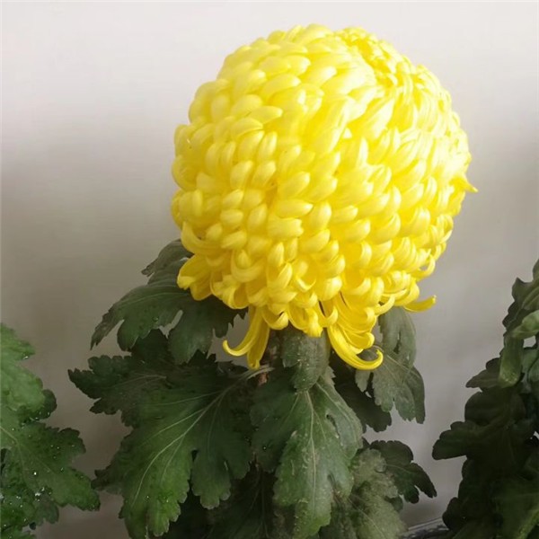 菊花种苗