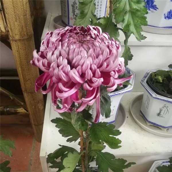 菊花种苗