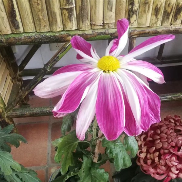 菊花种苗