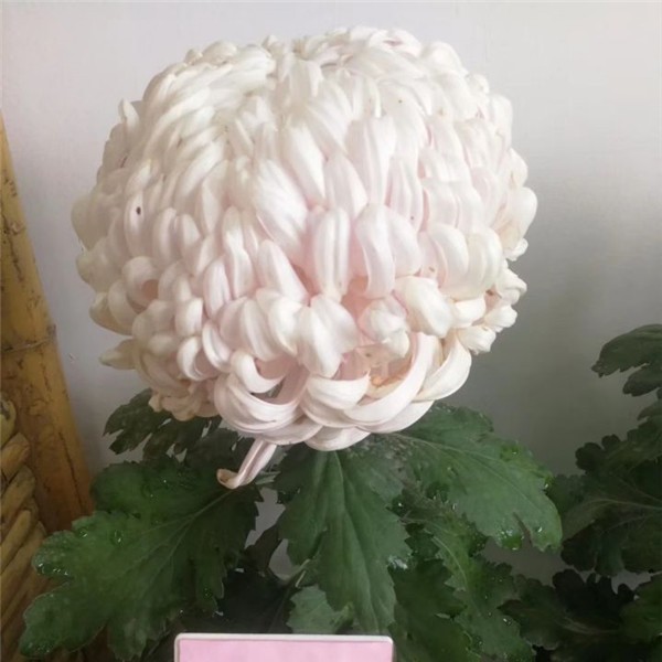 菊花种苗