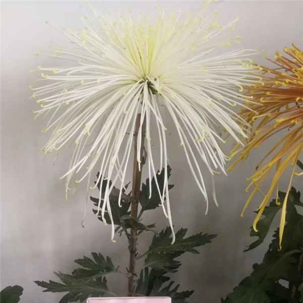 菊花种苗