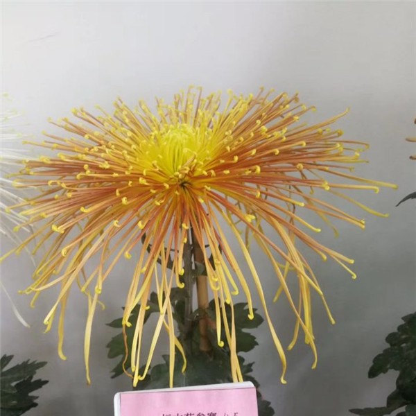 菊花种苗