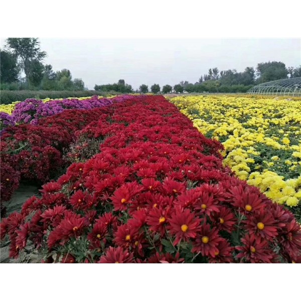 菊花种苗