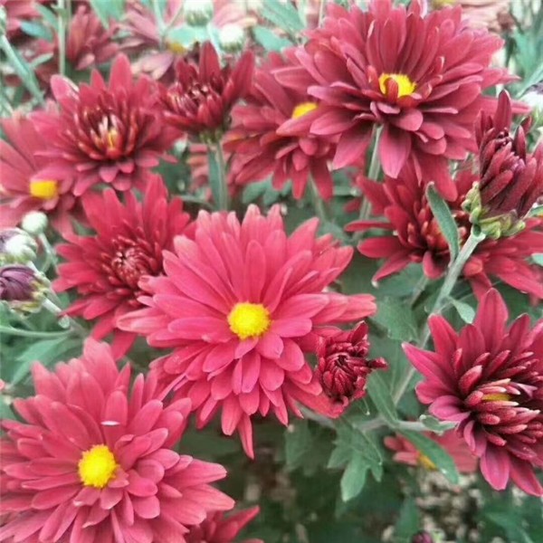 菊花种苗