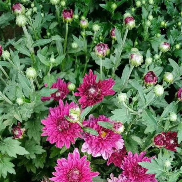 菊花种苗