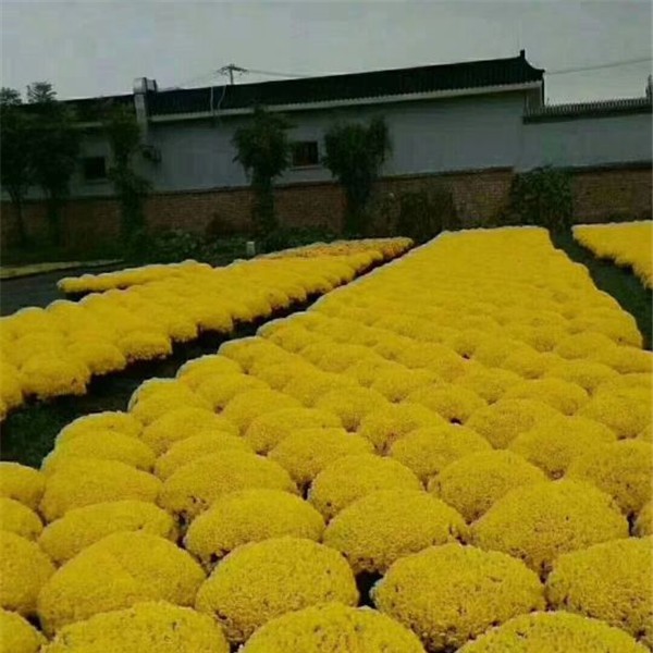 菊花种苗