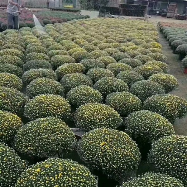 菊花种苗