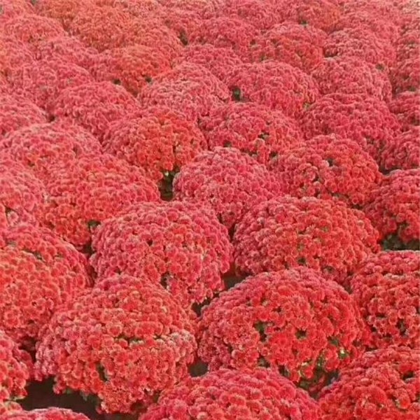菊花种苗