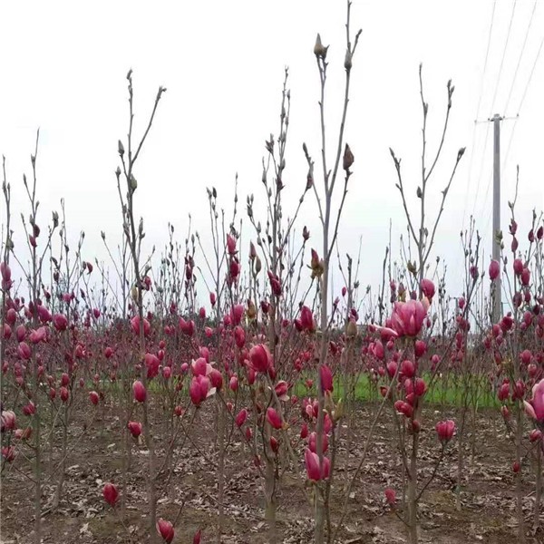 娇红一号 玉兰