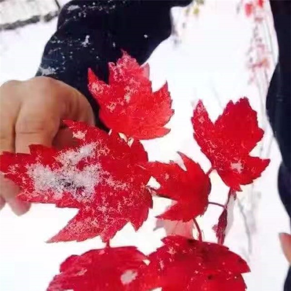 美国红枫
