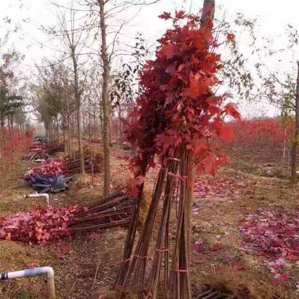 美国红枫小苗
