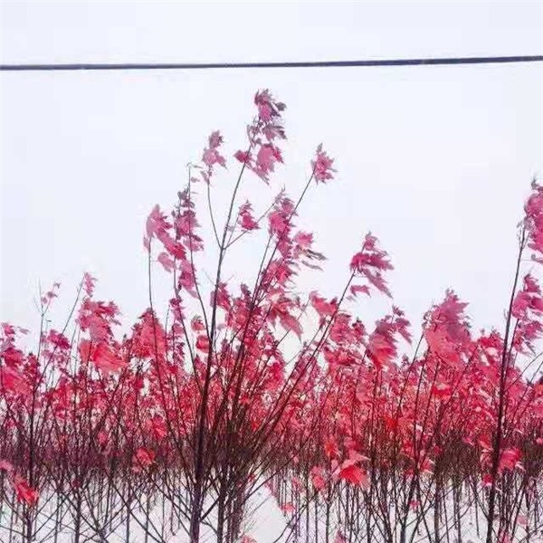 美国红枫小苗