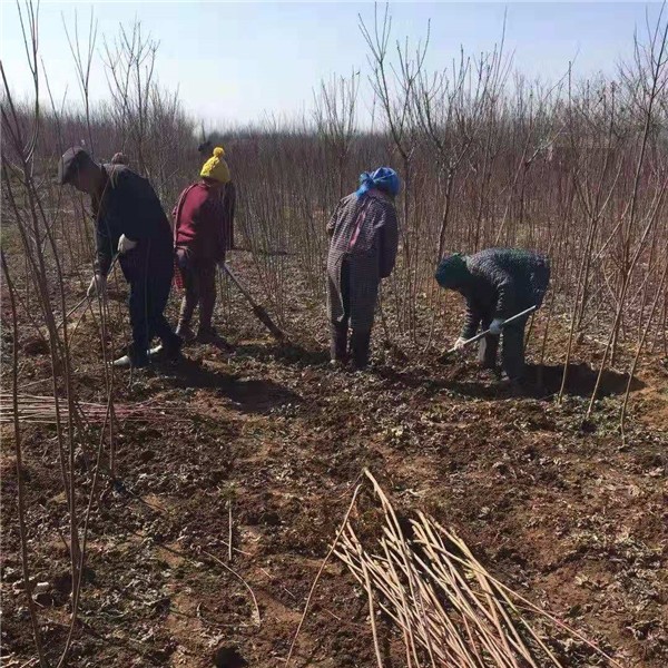 美国红枫小苗