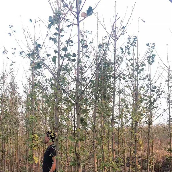 银杏树