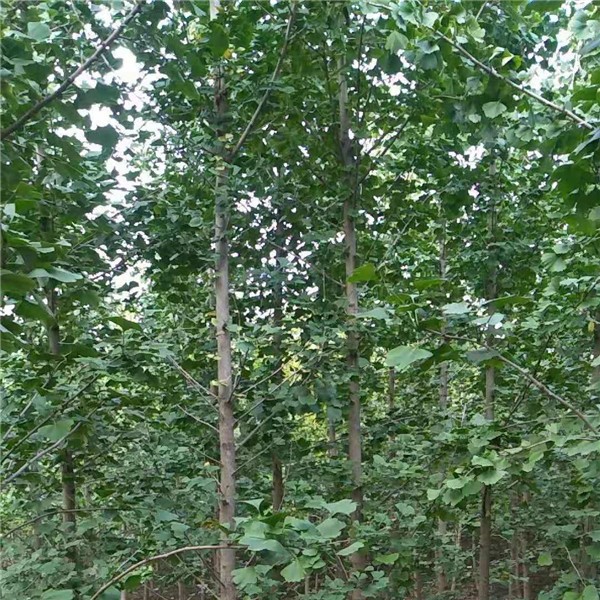 银杏树