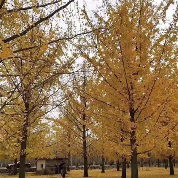 银杏树
