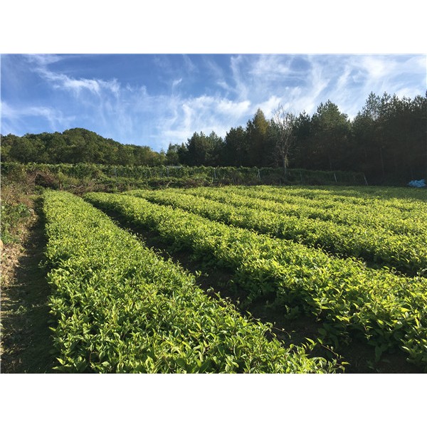 五味子基地